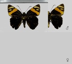 Entheus priassus priassus (Linnaeus, 1758)