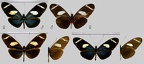 Heliconius wallacei flavescens Weymer, 1890