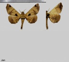 Apatelodes pandarioides Schaus, 1905