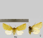 Pseudoips prasinanus (Linnaeus, 1758)-Variations