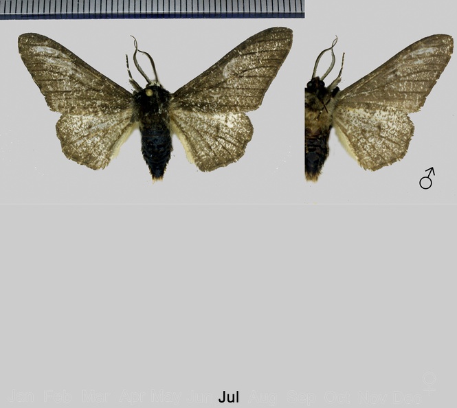 Biston betularia (Linnaeus, 1758)-1.jpg