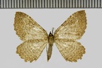 <!--hidden-->Philereme vetulata (Denis & Schiffermüller, 1775)-Lèves