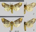 Phalera bucephala (Linnaeus, 1758)