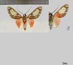 Eriostepta albiscripta (Schaus, 1906)