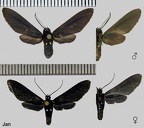 Psoloptera leucosticta (Hübner, 1909)