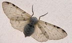 Thyrinteina arnobia arnobia (Stoll, 1782)-4453D
