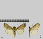 Leucania senescens Möschler, 1890
