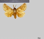 Perola affinis Dyar, 1905