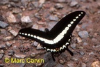 Papilio demolion Cramer, [1776]