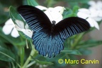 Papilio memnon Linnaeus, 1758