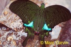 Papilio paris Linnaeus, 1758