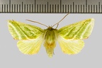 Pseudoips prasinanus (Linnaeus, 1758)-Bailleau-l'Évêque
