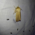 Mythimna pallens (Linnaeus, 1758)